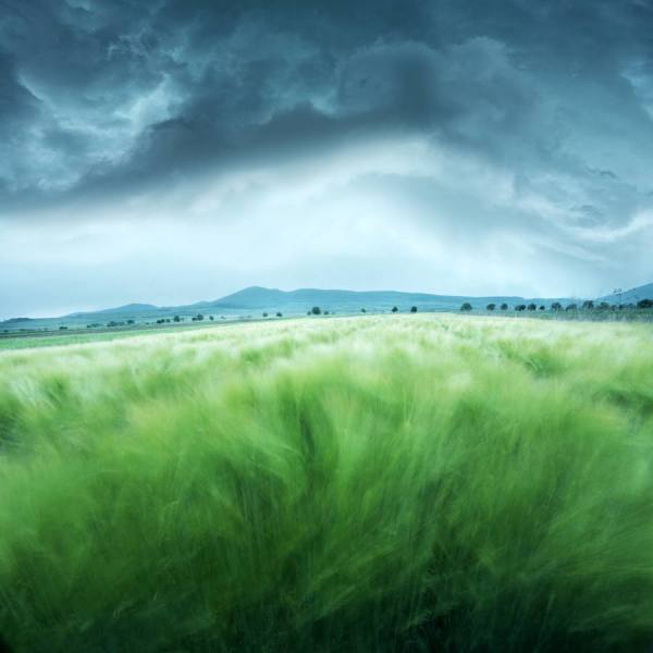 Photograph Floriana Barbu Wind In Barley Field on One Eyeland